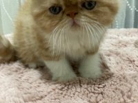 Exotic shorthair