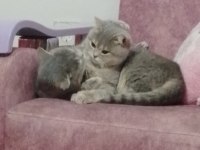 Neşe ve narin kardeş kediler