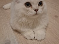 Yavru British Longhair