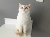 British shorthair red point
