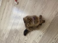 Dişi scottish fold kedime eş arıyorum