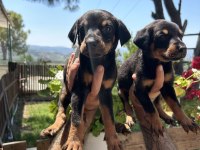 Üst kalite king doberman yavrular