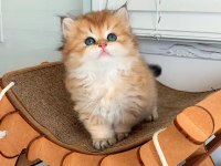 Peluş Bebek Golden British Longhair