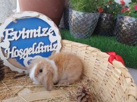 Teddy lop tavşanı yavruları