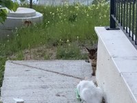 Kedimiz Mincira acil ömürlük yuva arıyoruz