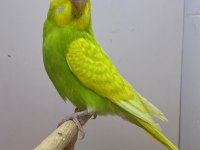 Muhabbet kuşu yavru