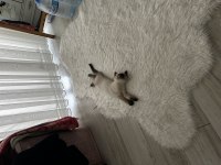2,5 aylık erkek scottish fold