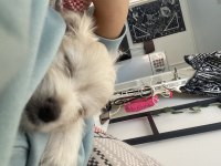 terrier yavrularıma iyi bakacak birilerini arıyorum