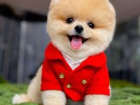 Dişi erkek teacup teddy bear garantili pomeranian yavrularım