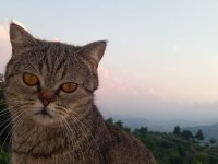 British shorthair linda ve yavruları