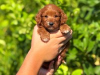 Teslime Hazır Maltipoo Köpekler