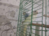 40 günlük erkek dişi muhabbet kuşlar