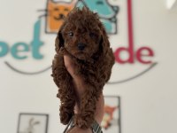 Petmode köpek çiftliğinde ziyarete açık toy poodle