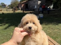 GÜZELLER GÜZELİ MALTİPOO KIZIMIZ