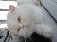 Ücretsiz British Longhair Erkek