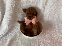 Müthiş kore poodle yavruları