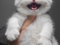 Scottish fold kedimiz
