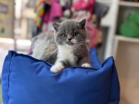 Top Kafa Kısa Kulak White Bicolor British Shorthair