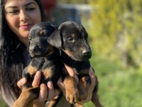 Üst kalite king doberman yavrularım