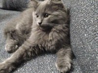 3 aylık erkek british longhair
