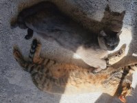 Duman yuva arıyor british shorthair