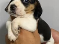 BEAGLE YAVRULAR