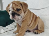 ANATOMİ HARİKASI İNGİLİZ BULLDOG BEBEKLER