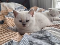 2 dişi 50 günlük kediler