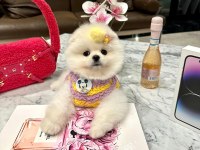 Üst Düzey Thailand Menşei Boo