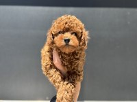 Profesyonel ruhsatlı çiftlikde ziyarete açık toy poodle