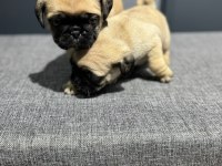MİNİK KREM PUG BEBEKLER