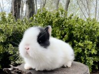 Süper Netherland Dwarf Cüce Tavşanlar