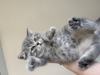 Minik british shorthair bebekler
