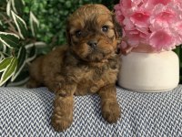 Maltipoo Yavrularım Sağlık Ve Irk Garantilidir