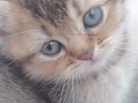 2 buyuk british shorthair