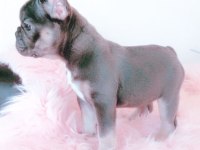 French Bulldog Kızımız Yeni Yuvasını Arıyor