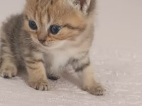 British shorthair tabby