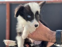 Ankarada en güzel border collie yavrularımız