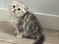 A+ kalite scottish fold 1 aylık