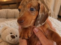 Dişi Nadir Renk Merle Dachshund Yavrumuz
