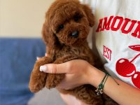 Toy poodle yavrularımız 81 ile gönderim mevcuttur