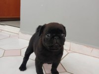 Siyah PUG