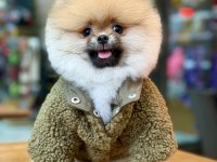Teddy bear pomeranian boo yakışıklı