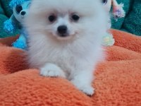 Mini Boy TeaCup Boo Pomeranian