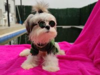 Yavru morkie