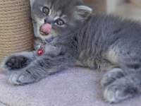 Acil sahiplendirme 50 günlük british longhair