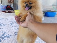 Pomeranian Boo Erkek Ve Dişi Yavrularım