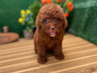 Toy Poodle Bebekler Referans Yavru