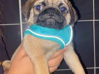 Orjinal pug yavru 2 aylık erkek