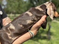 KALİTELİ DACHSHUND YAVRULARIMIZ